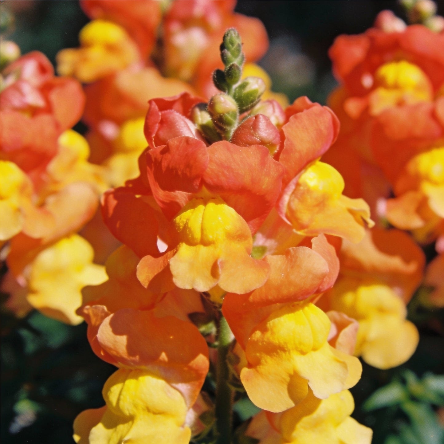 Bi-Color Orange and Yellow Snapdragon Flower Seeds for Garden Planting