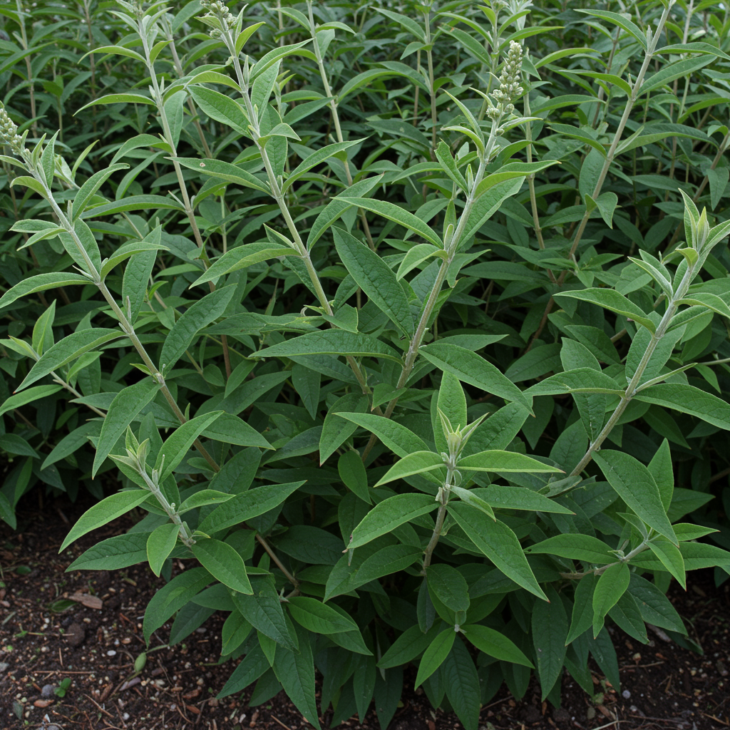 Buddleja Loricata Flower Seeds for Garden Planting