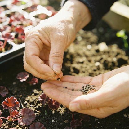 Burgundy Geranium Flower Seeds for Garden Planting