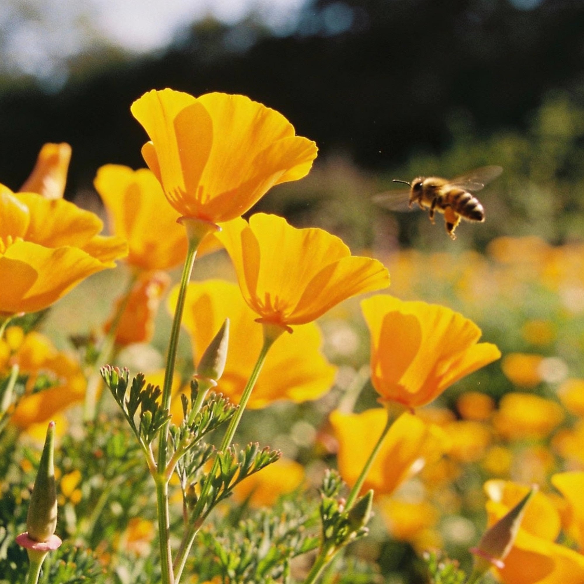 nm-california-poppy-yellow-seeds-bright-vibrant-blooms-for-seasonal-gardens