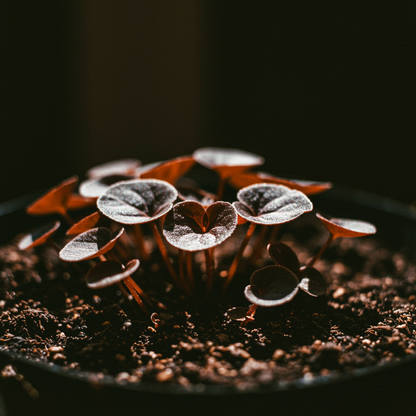 Chocolate Brown Begonia Flower Seeds for Garden Planting