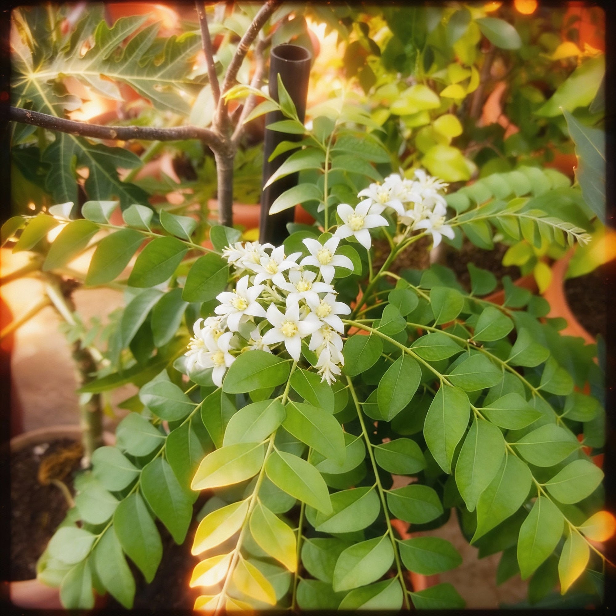 dwarf-curry-leaf-plant-seeds-premium-aromatic-herb-for-home-gardening