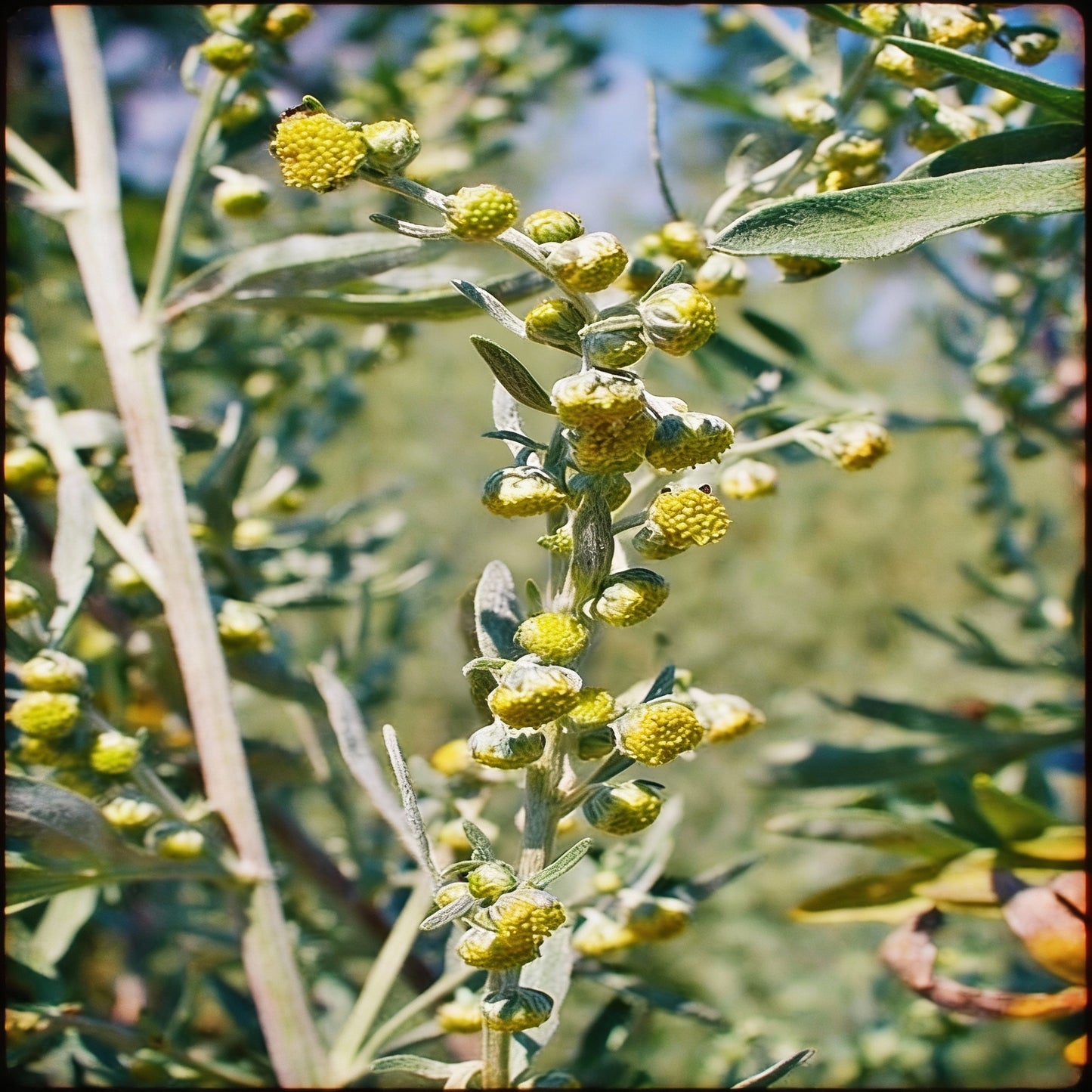 Wormwood Seeds for Planting – Artemisia absinthium Aromatic Medicinal Perennial Herb