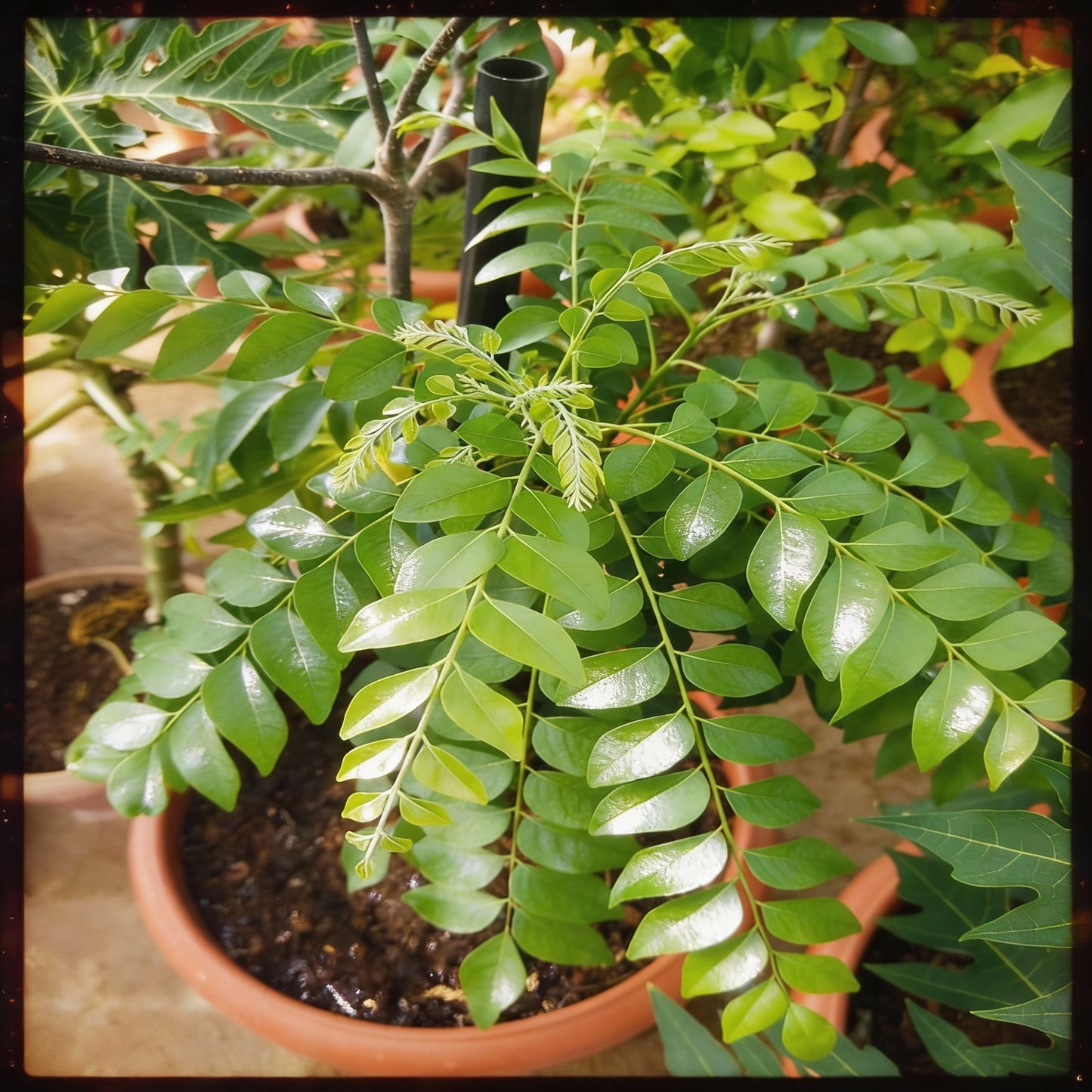 Dwarf Curry Leaf Plant Seeds – Premium Aromatic Herb for Home Gardening