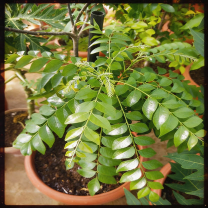 Dwarf Curry Leaf Plant Seeds – Premium Aromatic Herb for Home Gardening