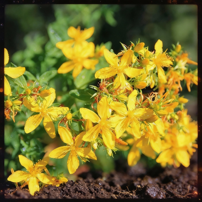 St. John’s Wort Seeds – Hypericum perforatum Medicinal Perennial Herb