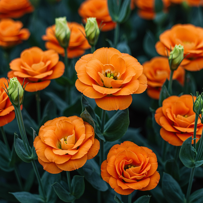 Eustoma Orange Flower Seeds for Garden Planting