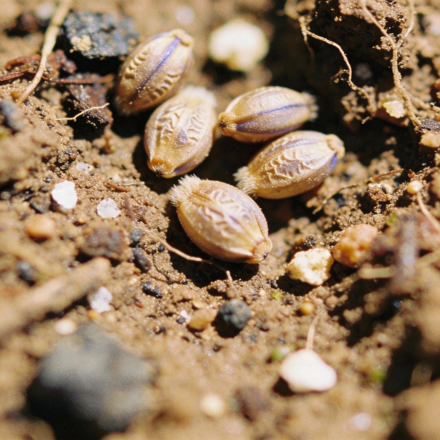 Scilla Hyacinthoides Seeds – Rare Garden Bulbs for Spring Planting