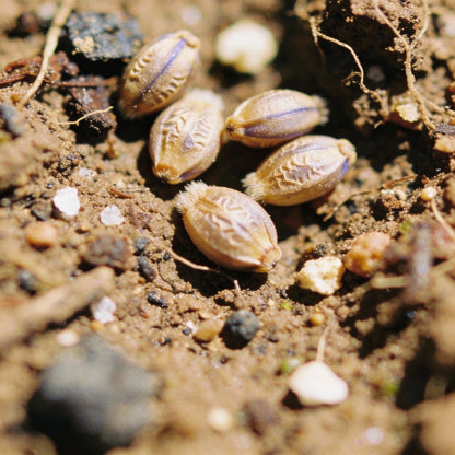 Scilla Hyacinthoides Seeds – Rare Garden Bulbs for Spring Planting