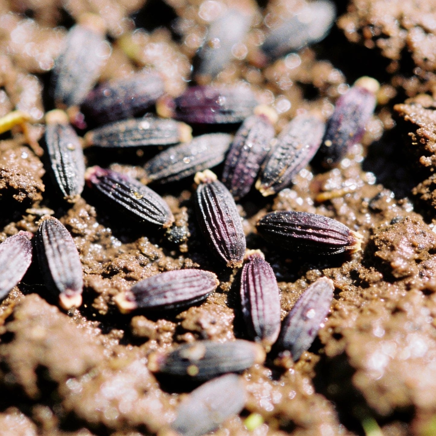 Scabiosa Atropurpurea Beaujolais Bonnets Seeds for Garden Planting