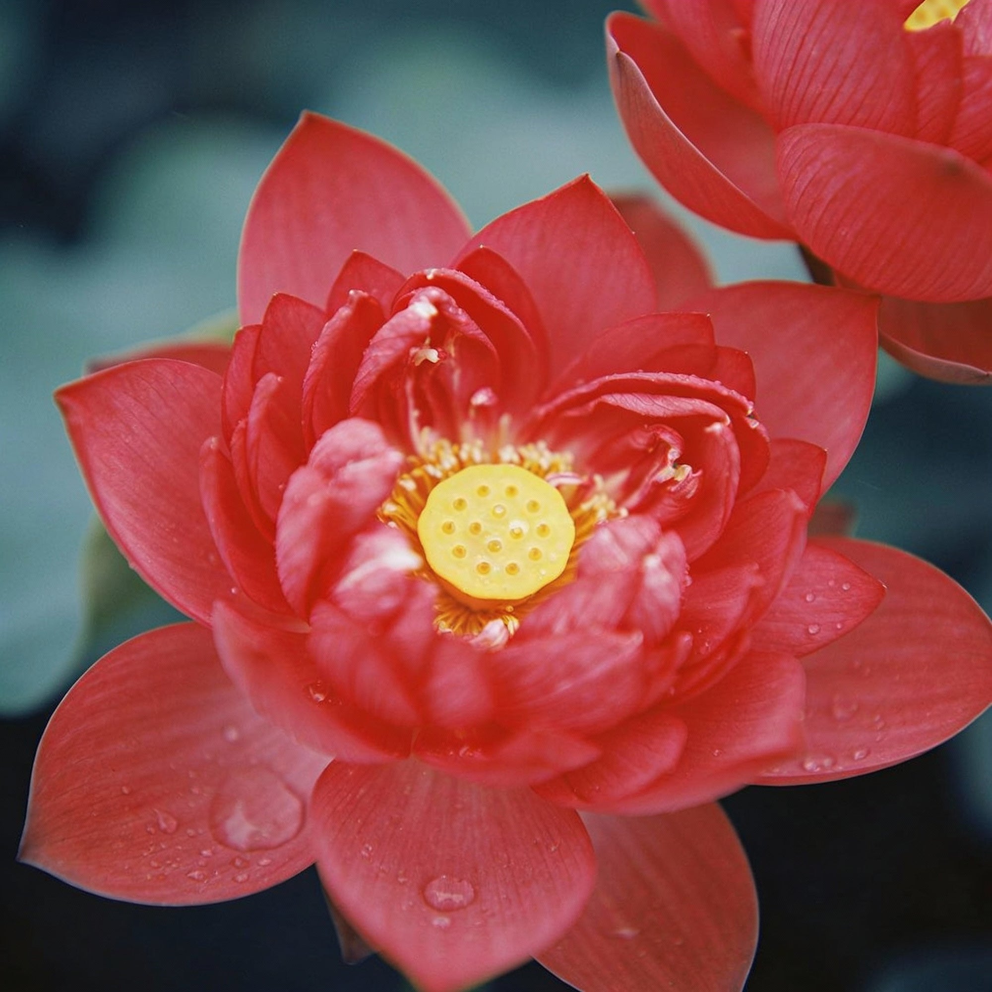 aquatic-lotus-seeds-nelumbo-nucifera-crimson-for-planting