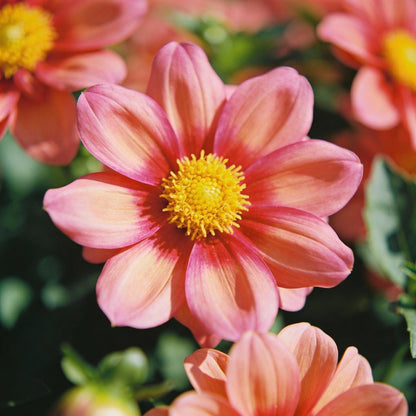 Dahlia Happy Single Kiss Flower Seeds