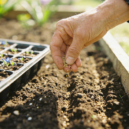 Veronica Gentianoides Flower Seeds for Garden Planting