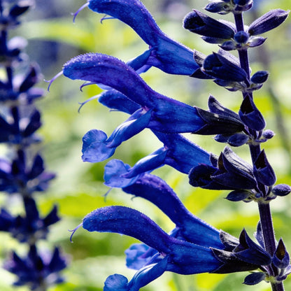 Salvia Farinacea Deep Blue Seeds for Garden Planting