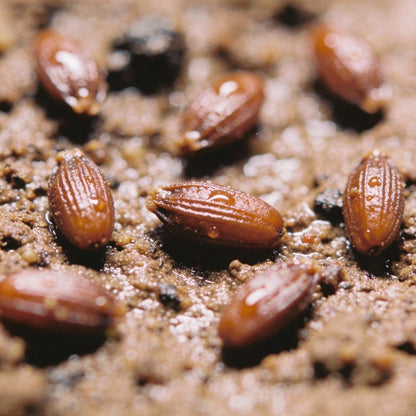 Triosteum Pinnatifidum Seeds for Gardens and Borders