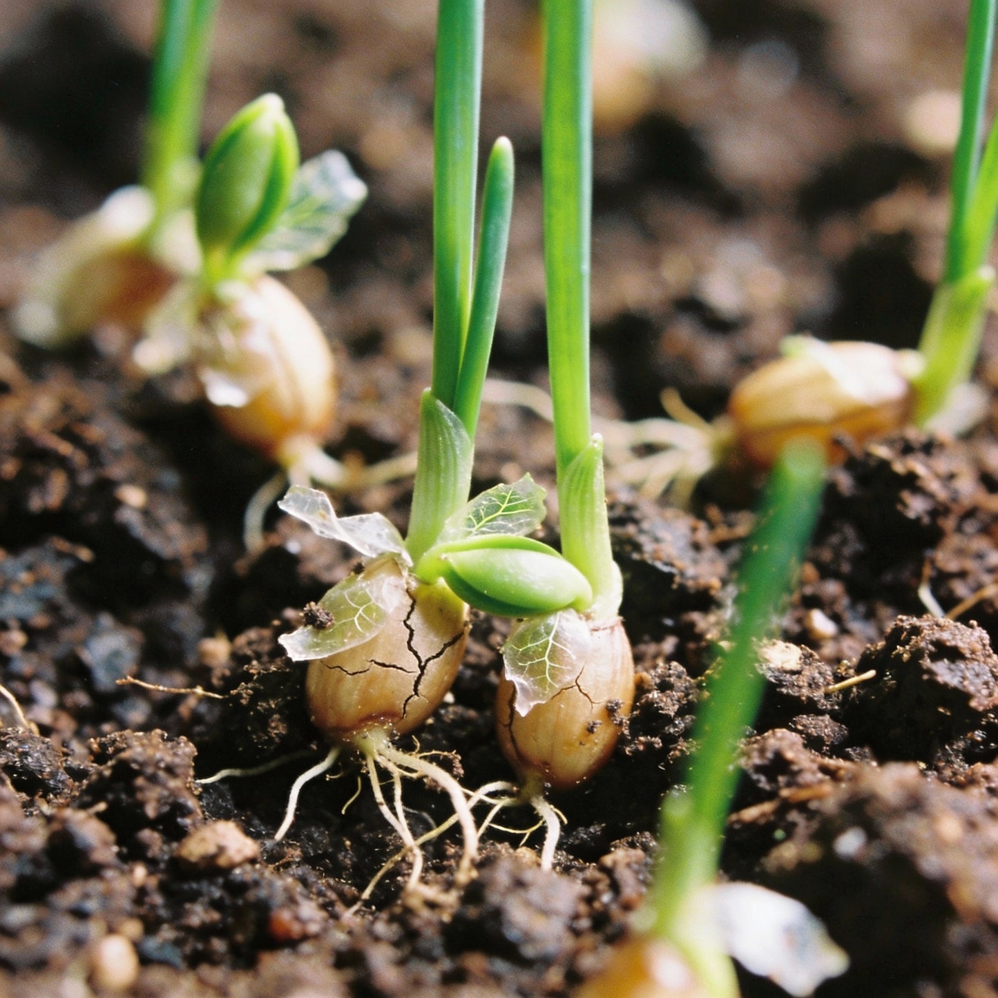 Chives Perennial Flower Seeds for Garden Planting
