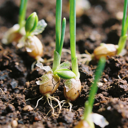 Chives Perennial Flower Seeds for Garden Planting