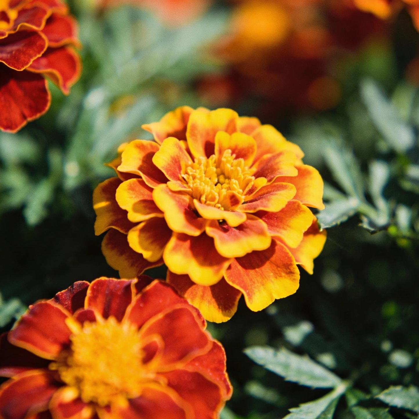 French Marigold Tagetes Patula Seeds – Compact Vibrant Garden Blooms