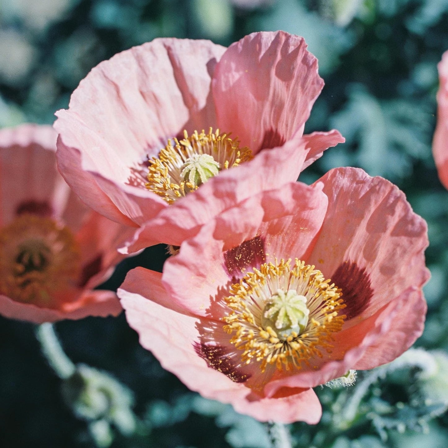 Papaver Radicatum Rosea Flower Seeds for Garden Planting