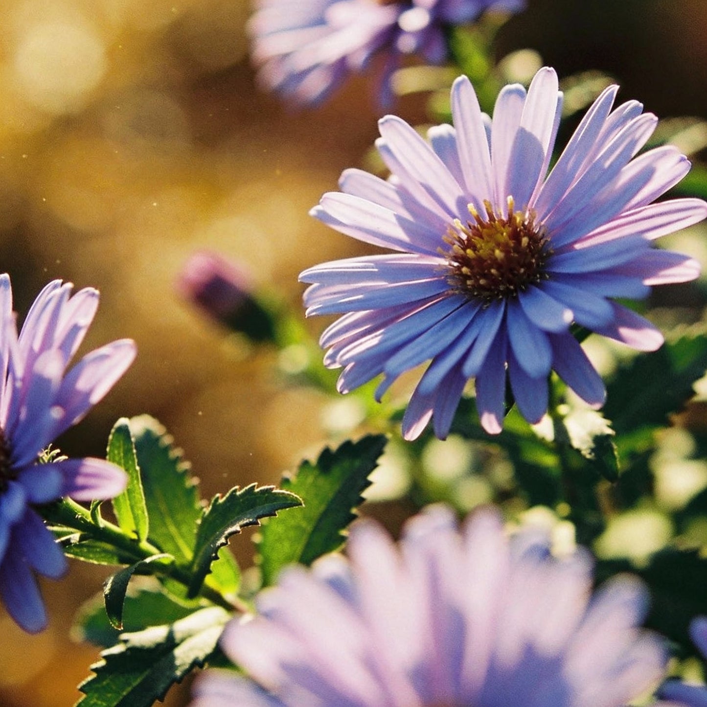 Aster Tongolensis Wartburg Star Seeds for Garden Planting