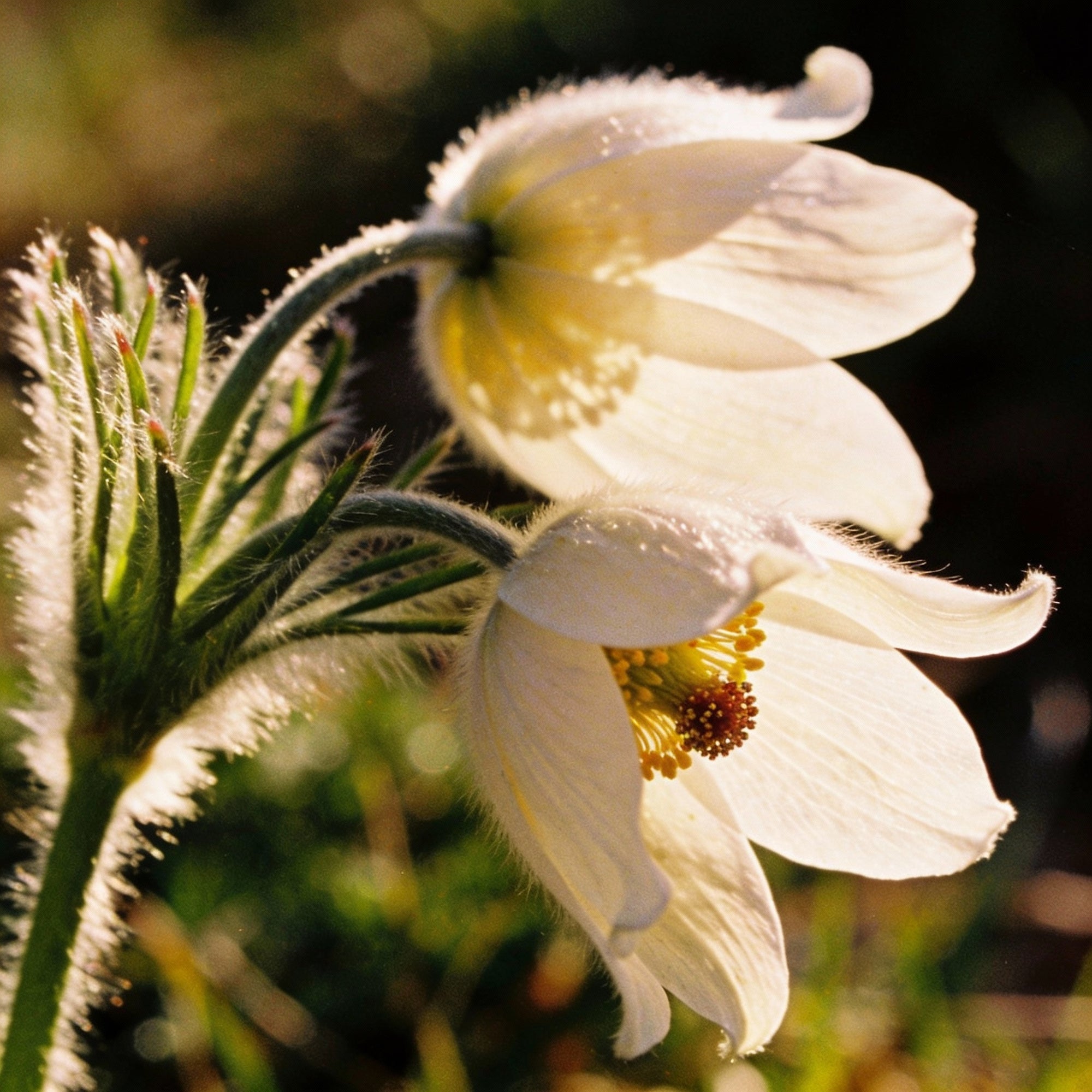 pulsatilla-alpina-apiifolia-flower-seeds-for-garden-planting