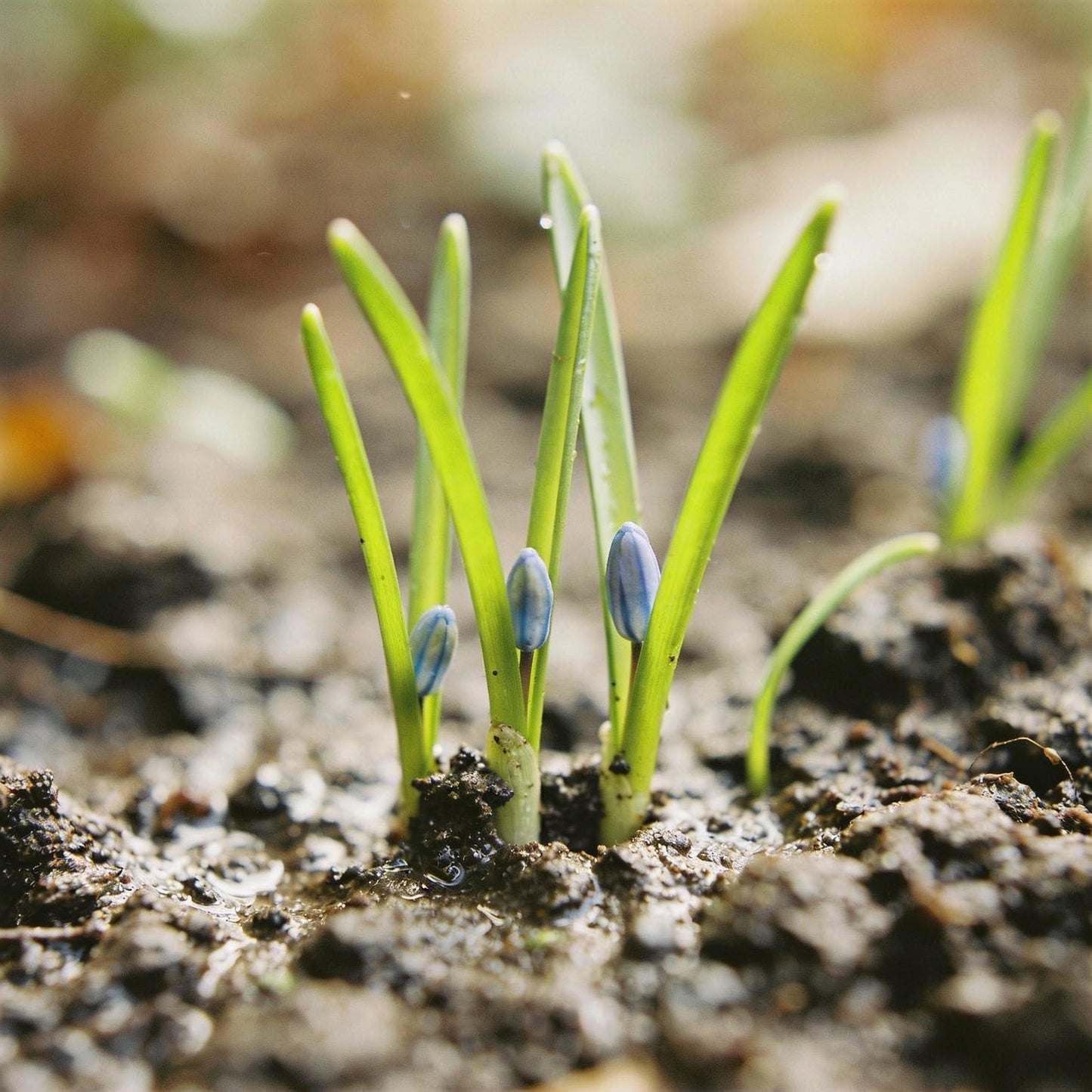 Scilla Autumnalis Seeds – Gardening Bulbs for Fall Planting & Spring Blooms