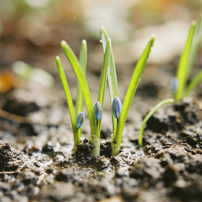 Scilla Autumnalis Seeds – Gardening Bulbs for Fall Planting & Spring Blooms