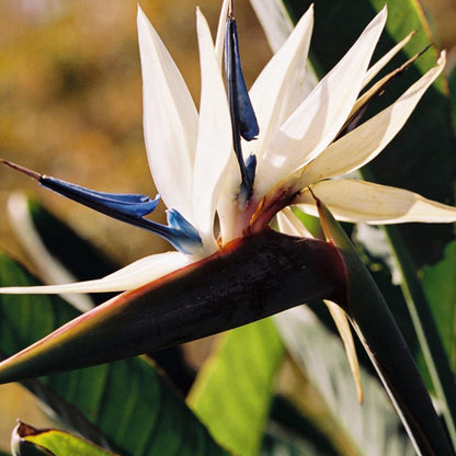 Strelitzia Nicolai Seeds - White Bird of Paradise for Garden Planting