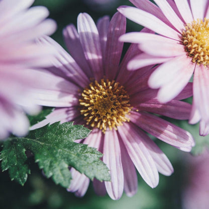Mauve Aster Flower Seeds - Aster Flower Seeds for Garden