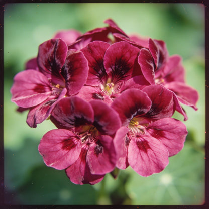 Nasturtium Baby Deep Rose Flower Seeds for Garden Planting