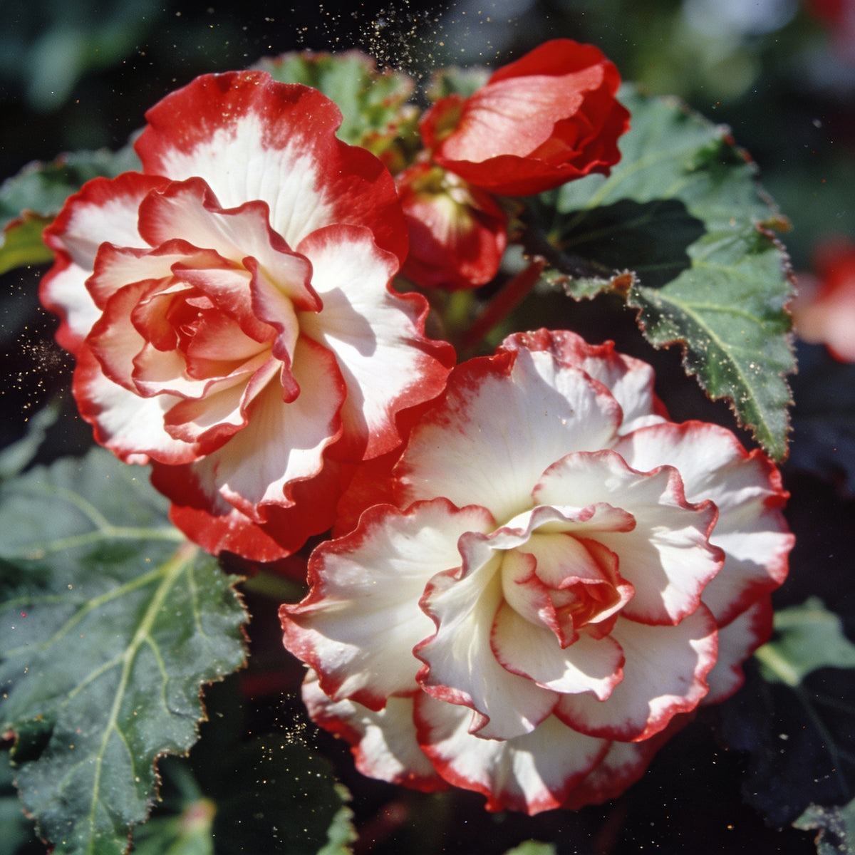 Red White Begonia Flower Seeds - Bicolor Begonia Flower Seeds for Garden