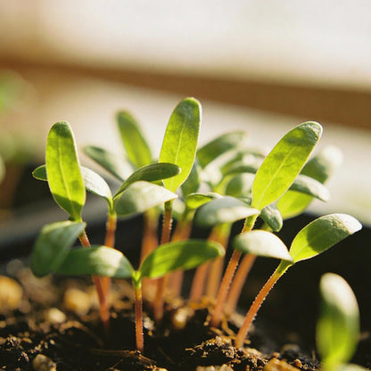 Orange You Glad Flower Seed Mix for Garden Planting