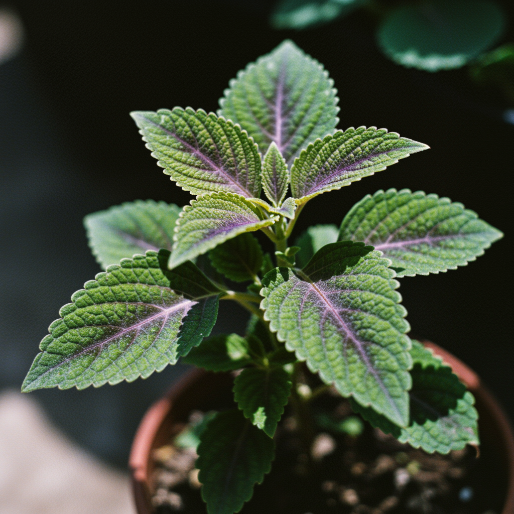Coleus Heirloom Seeds - Purple Dark Violet Lavender and Rich Purple