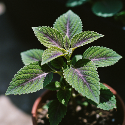 Coleus Heirloom Seeds - Purple Dark Violet Lavender and Rich Purple
