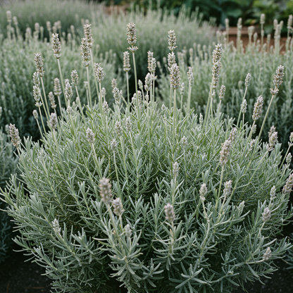 Creamy White Lavender Seeds – Soft Fragrant Blooms for Gardens & Landscaping