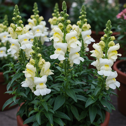 Creamy White Snapdragon Flower Seeds – Elegant Delicate Blooms for Gardens