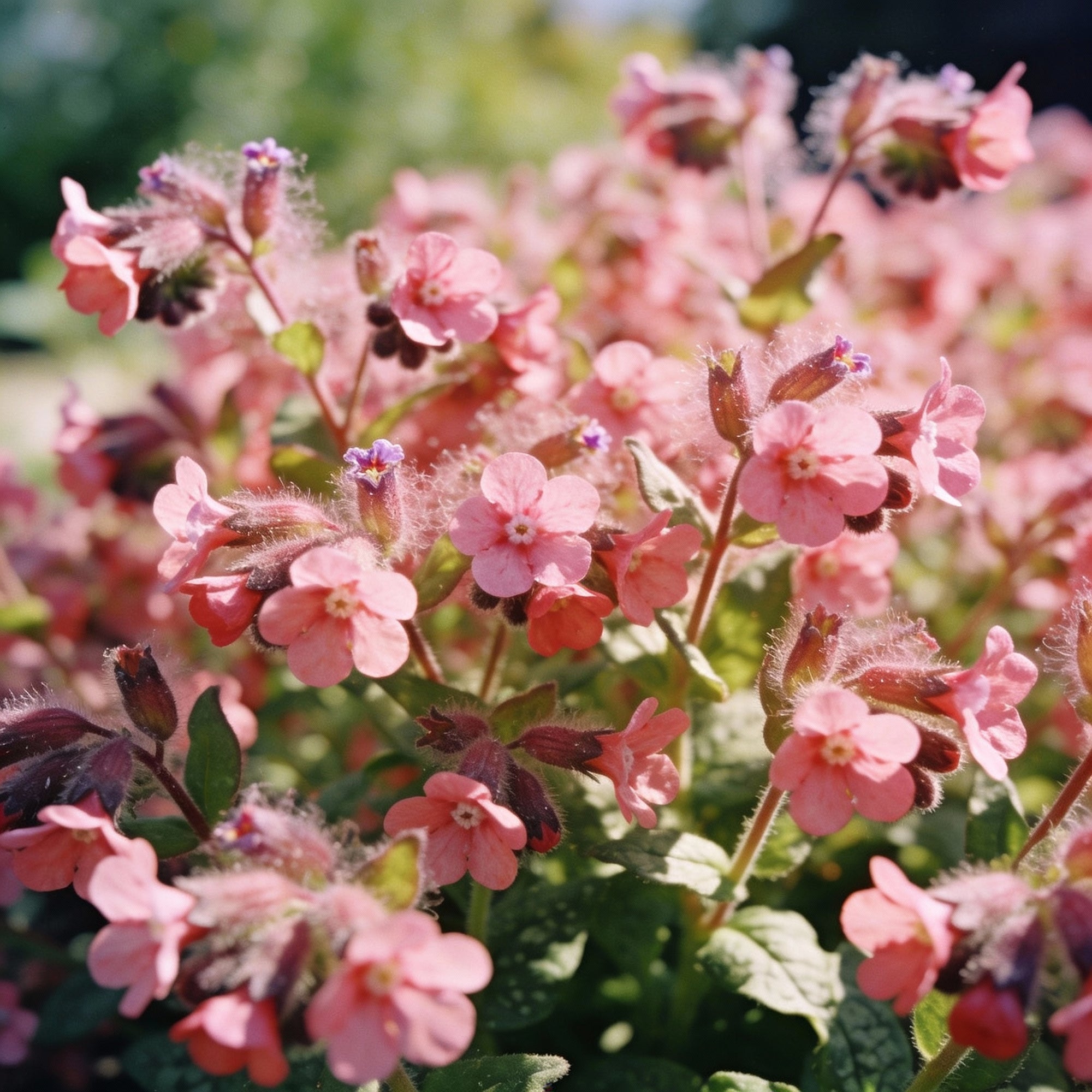 cynoglossum-mystery-rose-flower-seeds