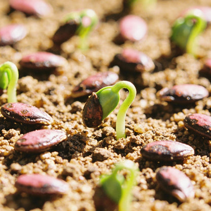 Daisy Double Monstrosa Rose Pink Flower Seeds for Garden Planting