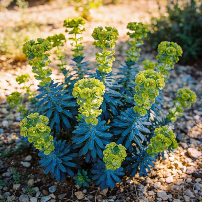 Mediterranean Spurge Flower Seeds for Garden Planting