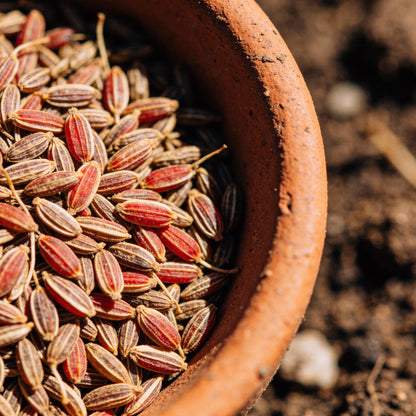 Anthyllis Vulneraria Coccinea Seeds for Garden Planting