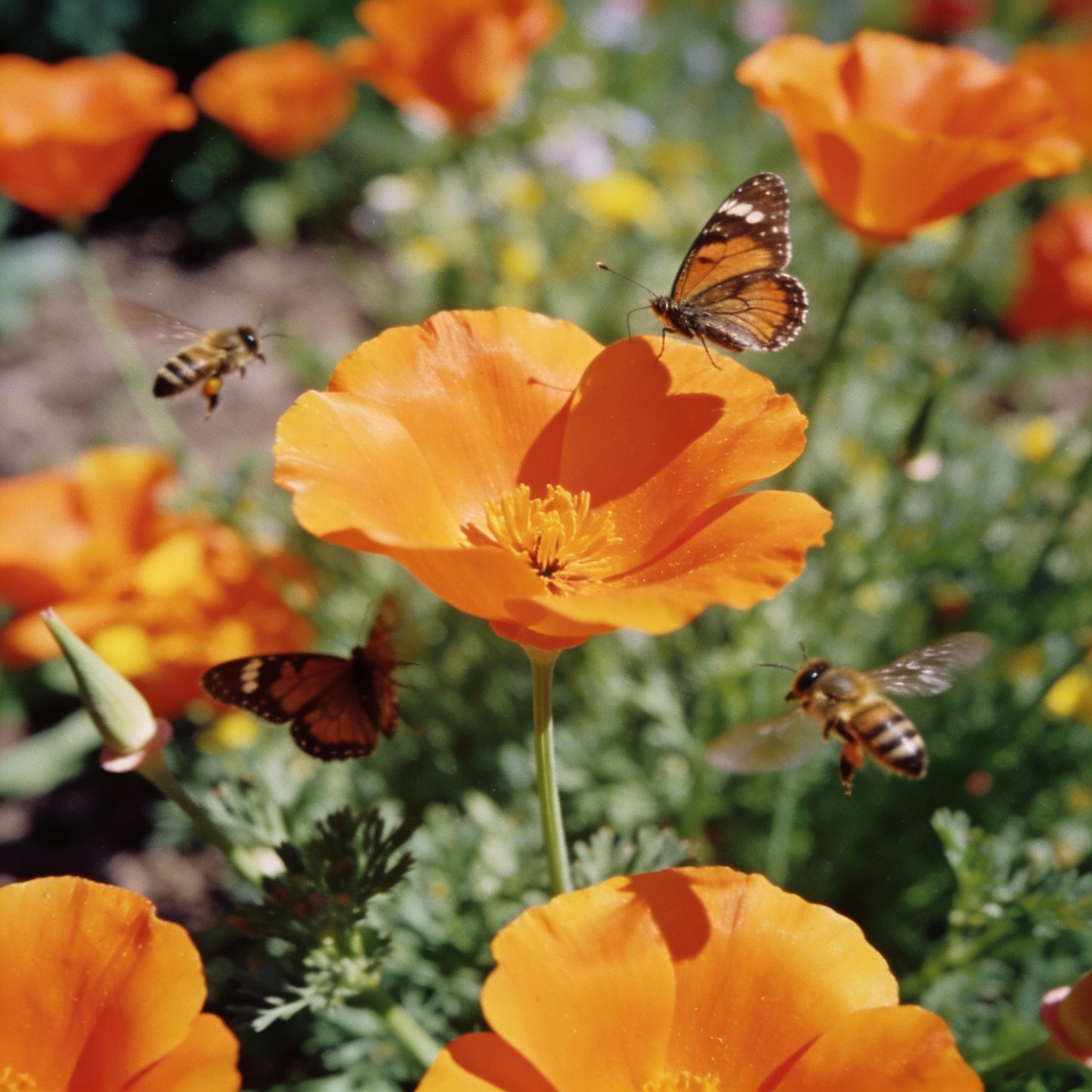 Eschscholtzia Orange King Seeds for Garden Planting