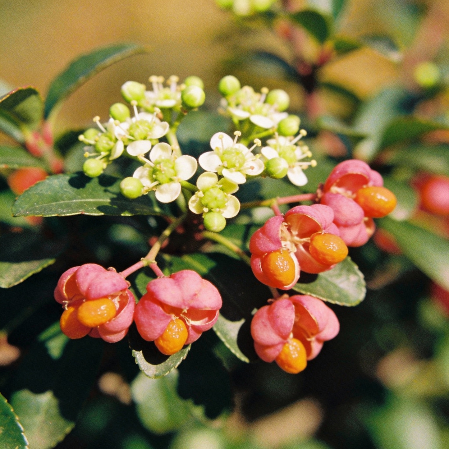 Euonymus Planipes Seeds - Shrub Seeds for Garden