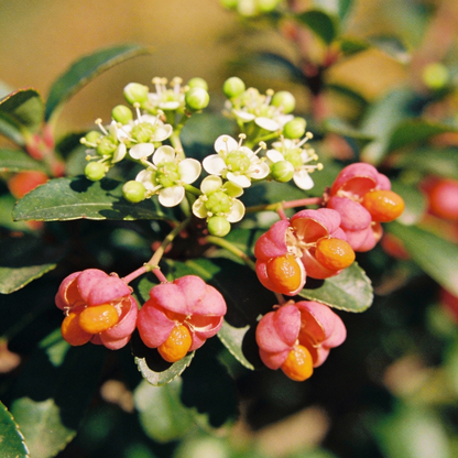 Euonymus Planipes Seeds - Shrub Seeds for Garden
