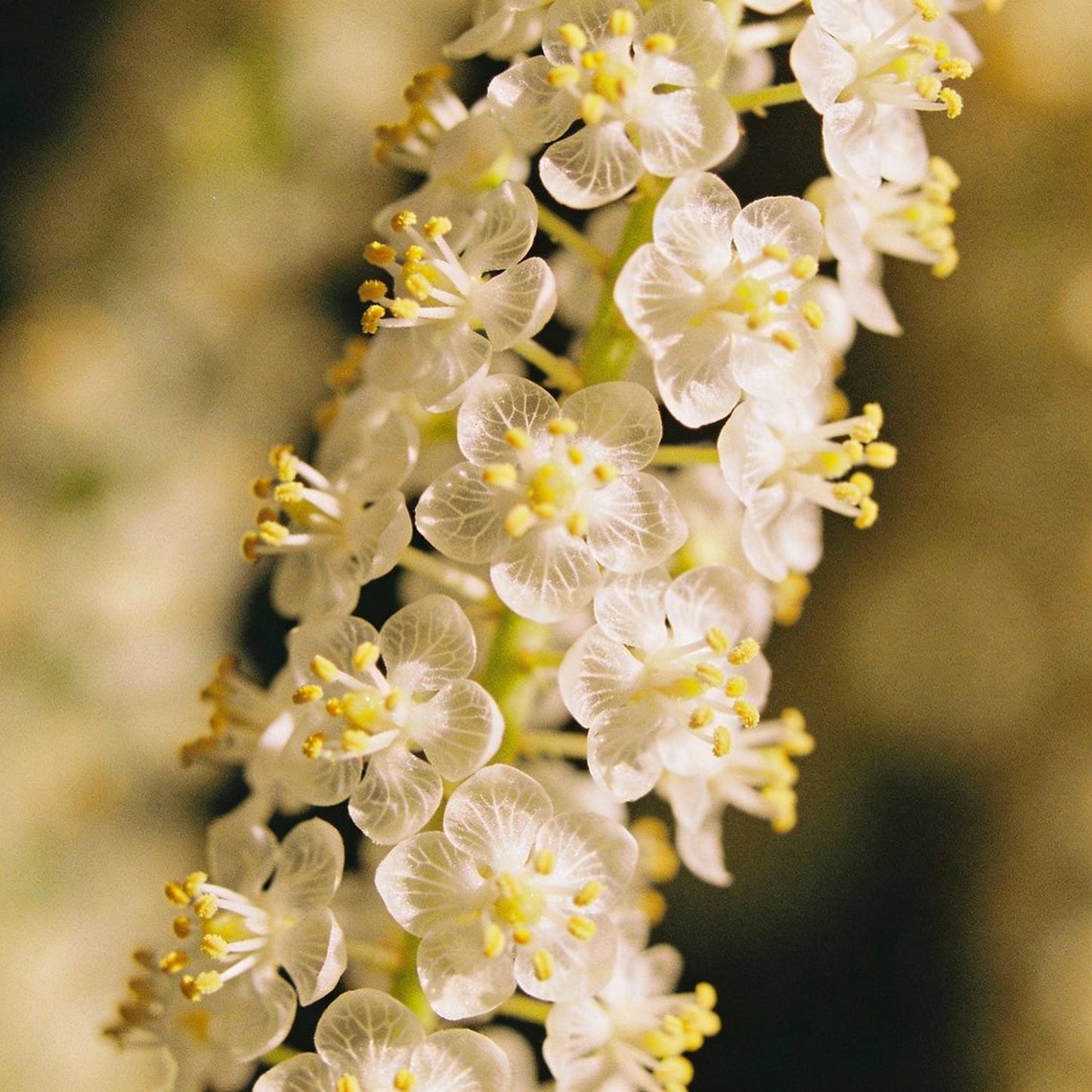 Elmera Racemosa Flower Seeds for Garden Planting