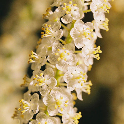 Elmera Racemosa Flower Seeds for Garden Planting