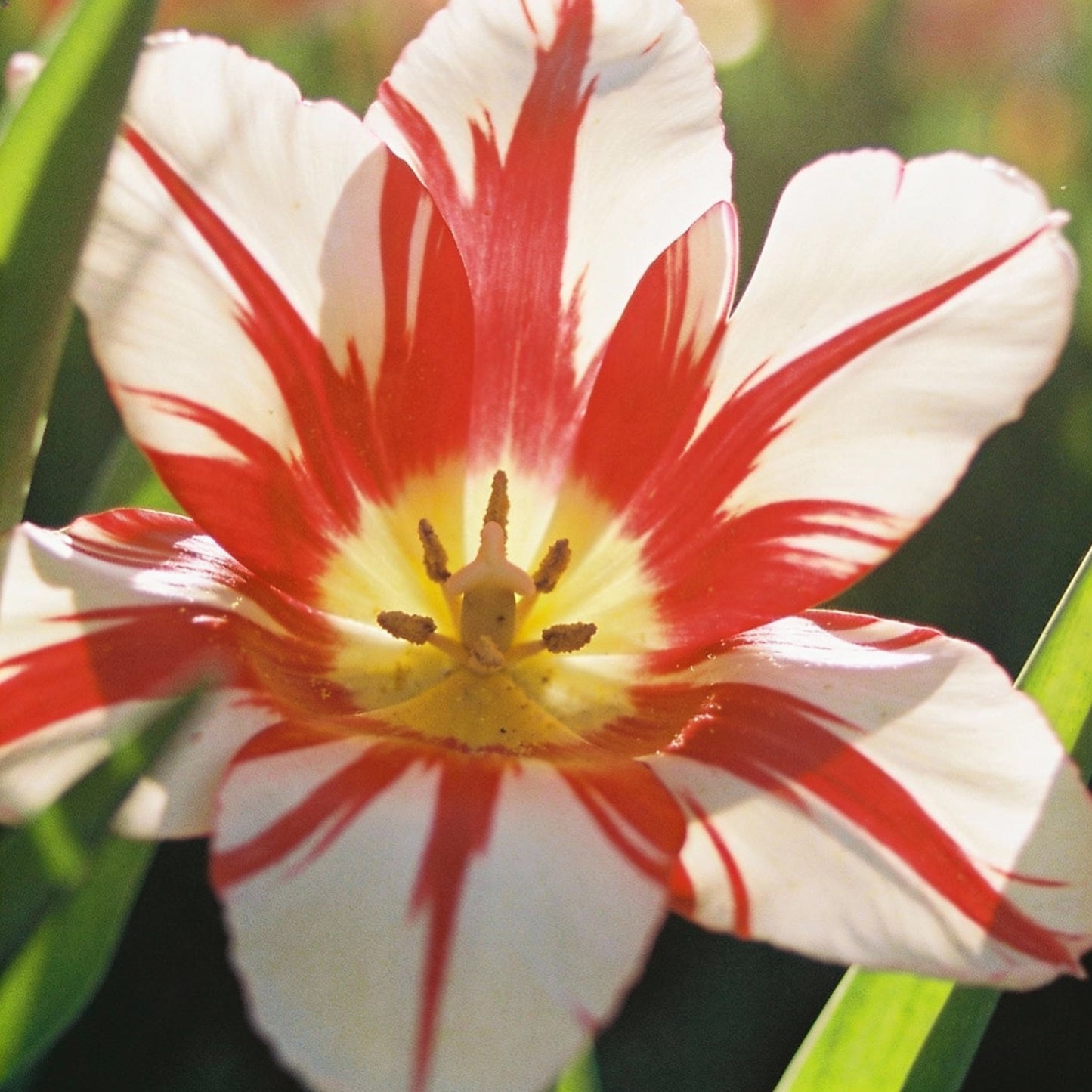 Tulip Danceline Flower Seeds