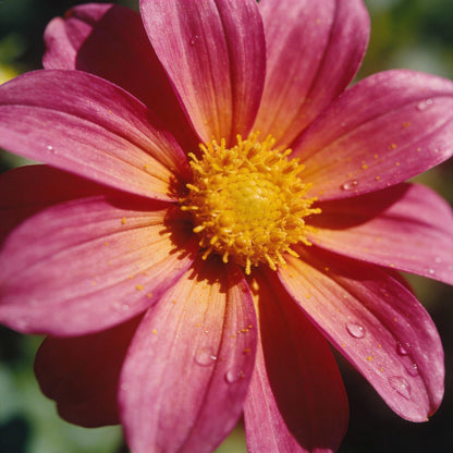 Dahlia Happy Single Kiss Flower Seeds