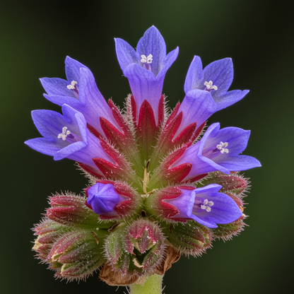 Fascicularia Micrantha Seeds – Exotic Bromeliad for Tropical Gardens & Containers