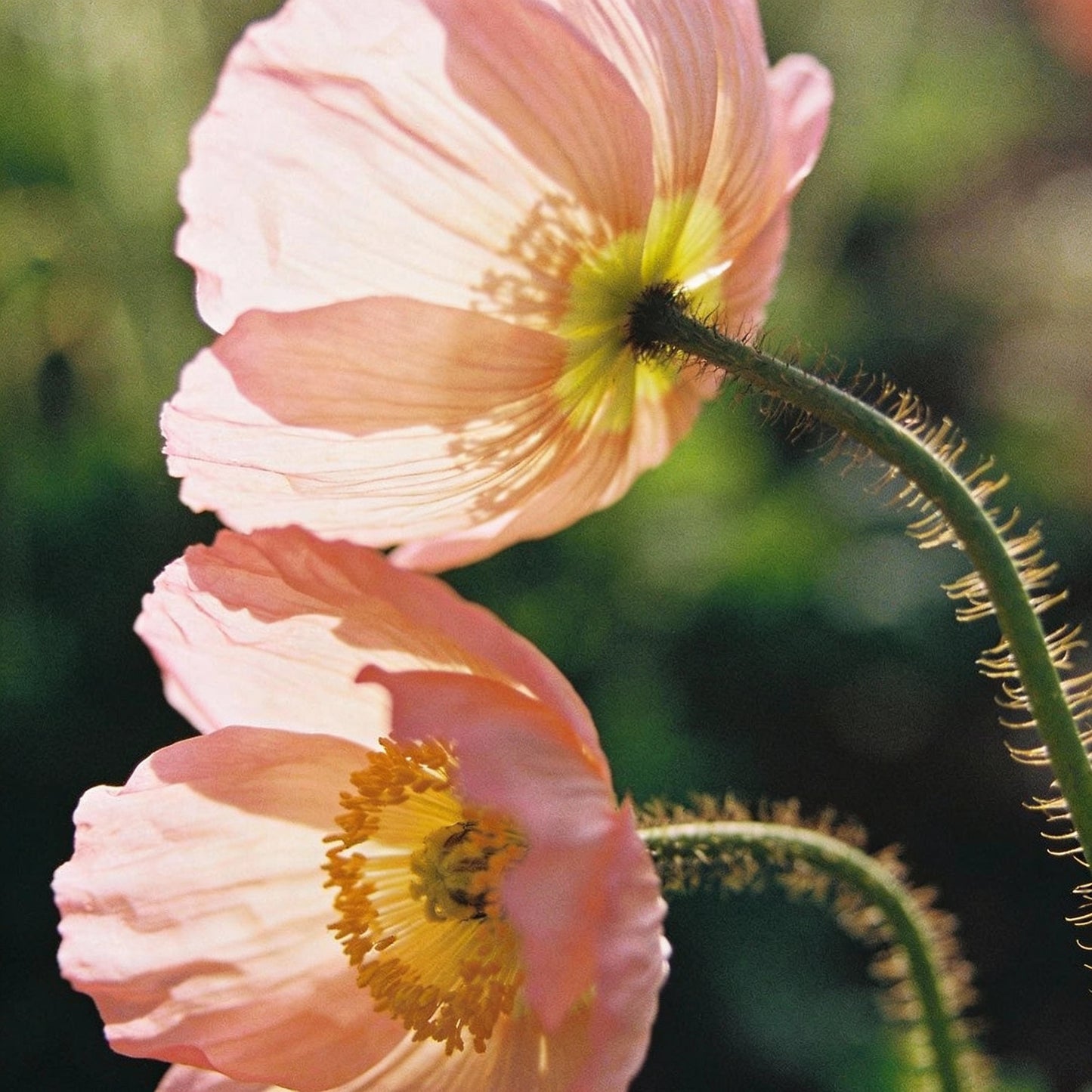 Papaver Radicatum Rosea Flower Seeds for Garden Planting