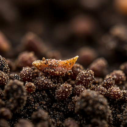 Dark Blue Kalanchoe Seeds - Kalanchoe Flower Seeds for Garden